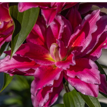 Roselily 'Esra' (Double Oriental Lily)